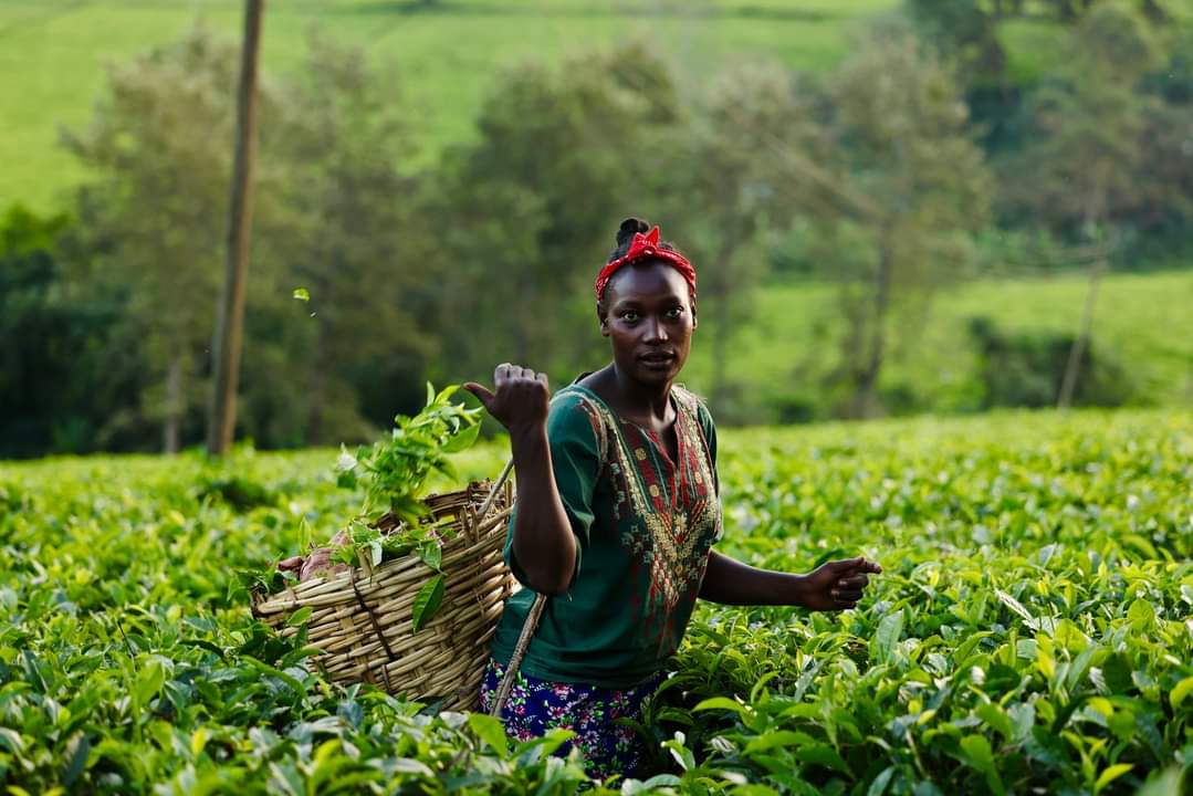 Ethiopia's Tea Export Surges, Signaling Economic Growth, Industry Expansion.