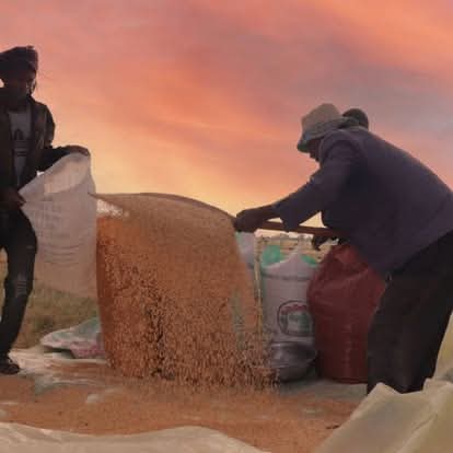 Ethiopia's Agricultural Reforms on the Virtue of Advancing Food Self-Sufficiency