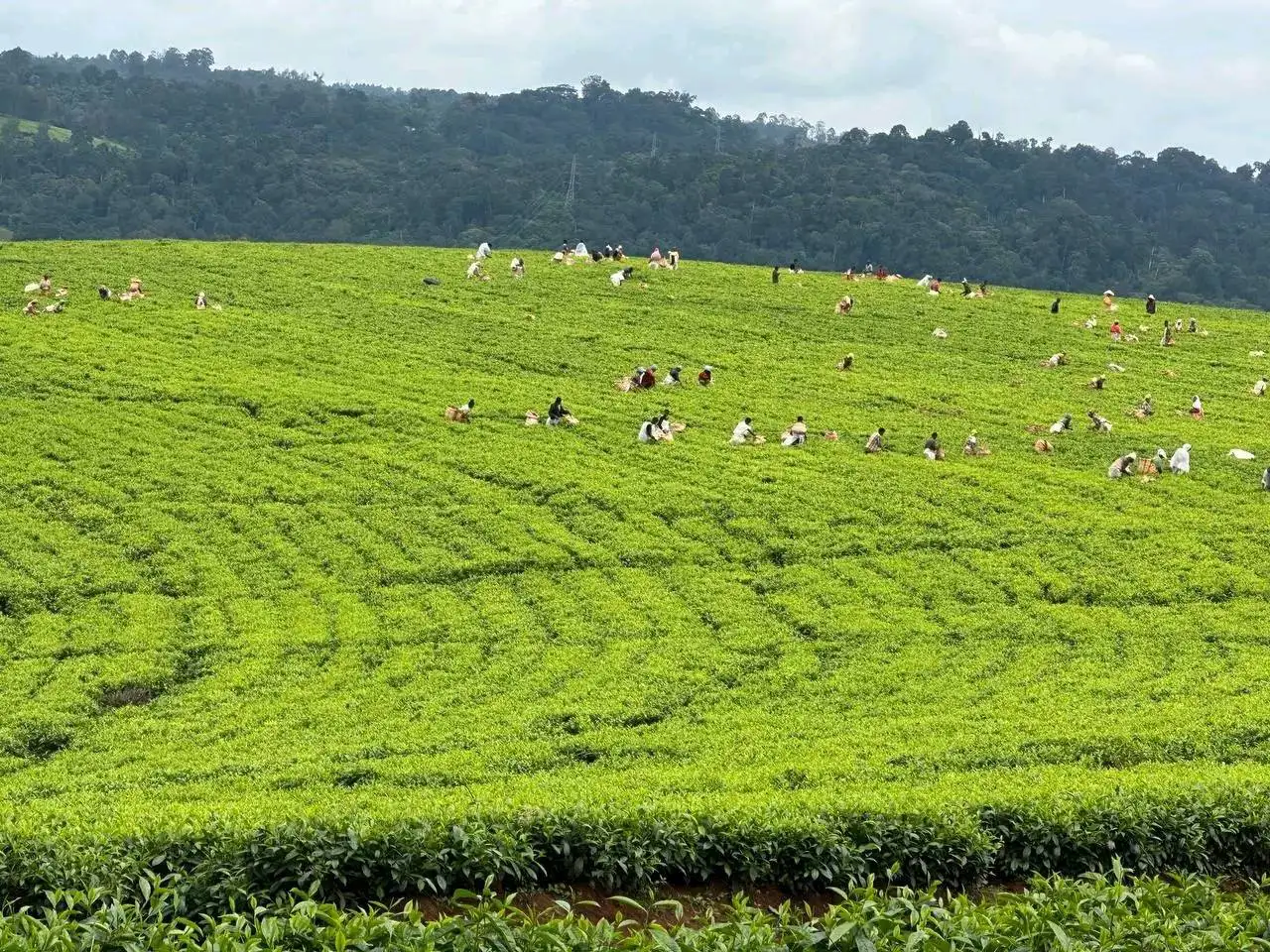 የሻይ ቅጠል ልማት - በኦሮሚያ ክልል