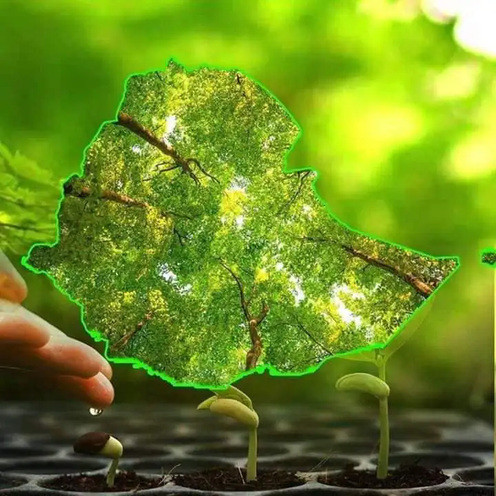 አረንጓዴ ዐሻራ ሕዝብ ለዓላማ ከተንቀሳቀሰ ተዓምር መሥራት እንደሚቻል ምስክር ነው - ፕሬዚዳንት ታየ አጽቀ ሥላሴ 
