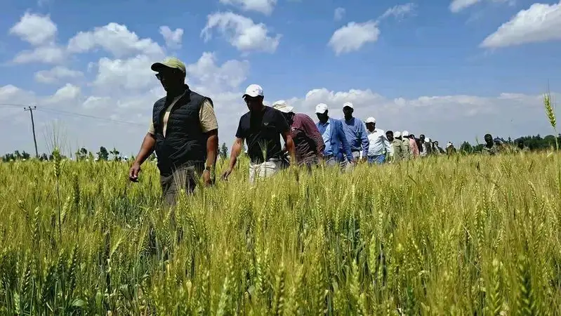 በመኸር ወቅት ከተዘራው 4.5 ሚሊዮን ሄክታር ስንዴ፣ 2.9 ሚሊዮን ሄክታር የሚሆነው በክላስተር ዘዴ የለማ ነው