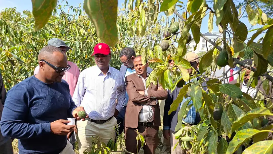 38.5 Billion Birr Bet on Avocado