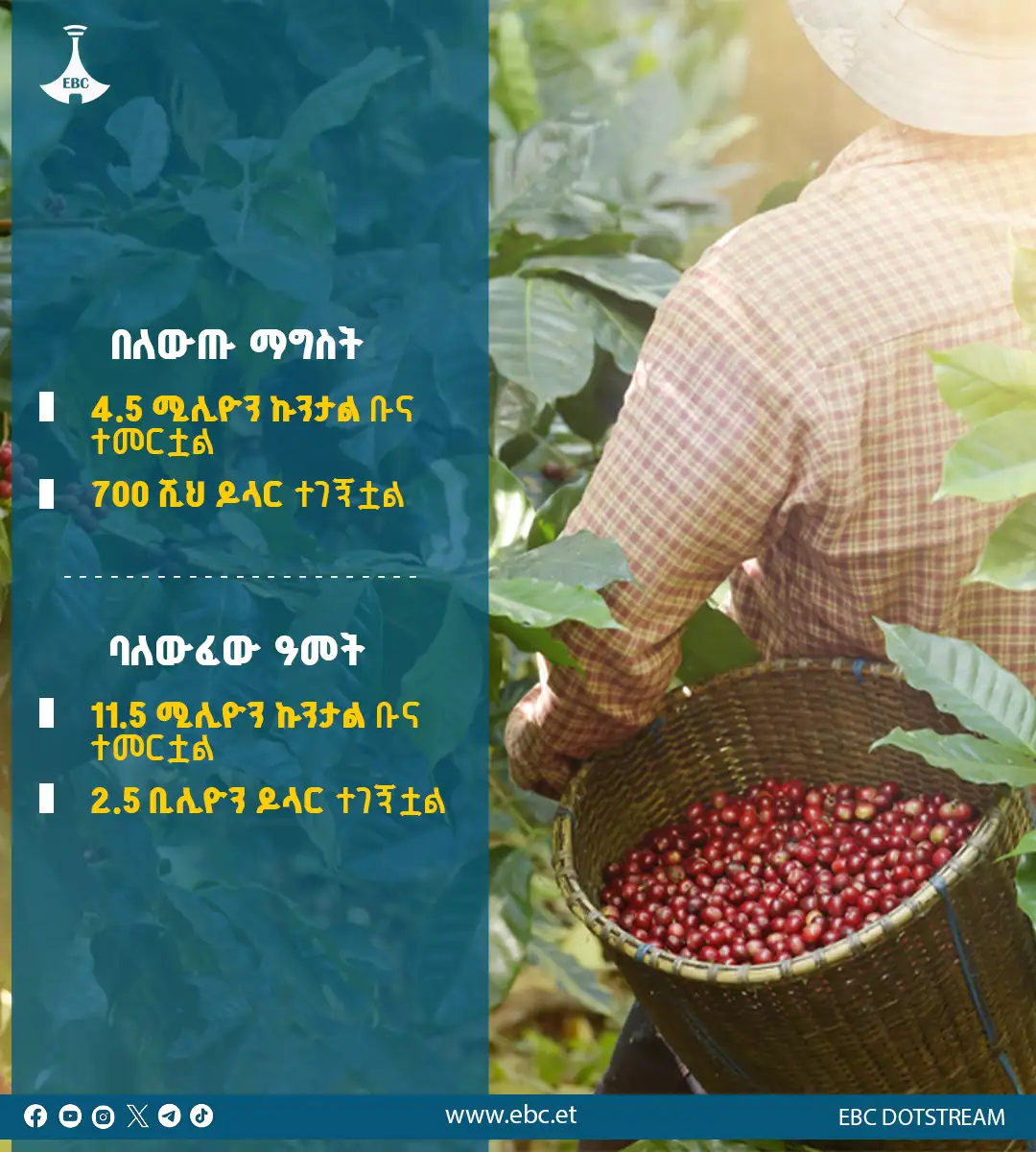 ባለፈው ዓመት 11.5 ሚሊዮን ኩንታል ቡና በማምረት 2.5 ቢሊዮን ዶላር ተገኝቷል