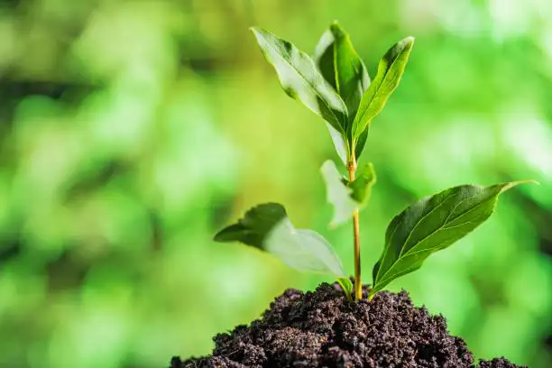 Green Legacy Initiative Boosts Food Sovereignty, Conservation, Says Ethiopian Biodiversity Institute