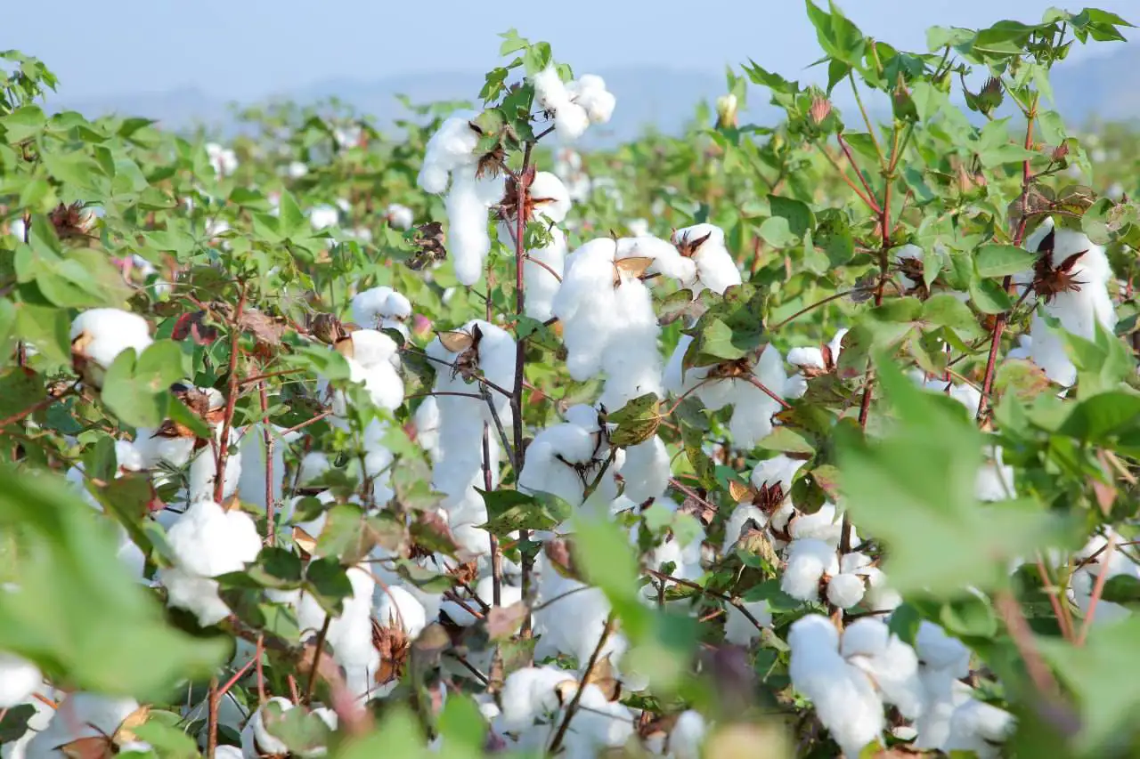 The Importance of Sleep: Tips for Better Rest and Recovery