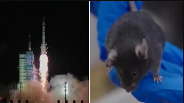 The Importance of Sleep: Tips for Better Rest and Recovery