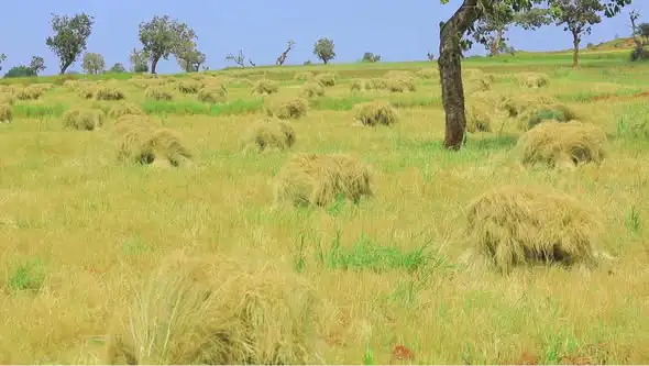 በአማራ ክልል እስካሁን ከ1 ነጥብ 9 ሚሊዮን ሄክታር በላይ መሬት ላይ የደረሰ ሰብል ተሰብስቧል፡- የክልሉ ግብርና ቢሮ