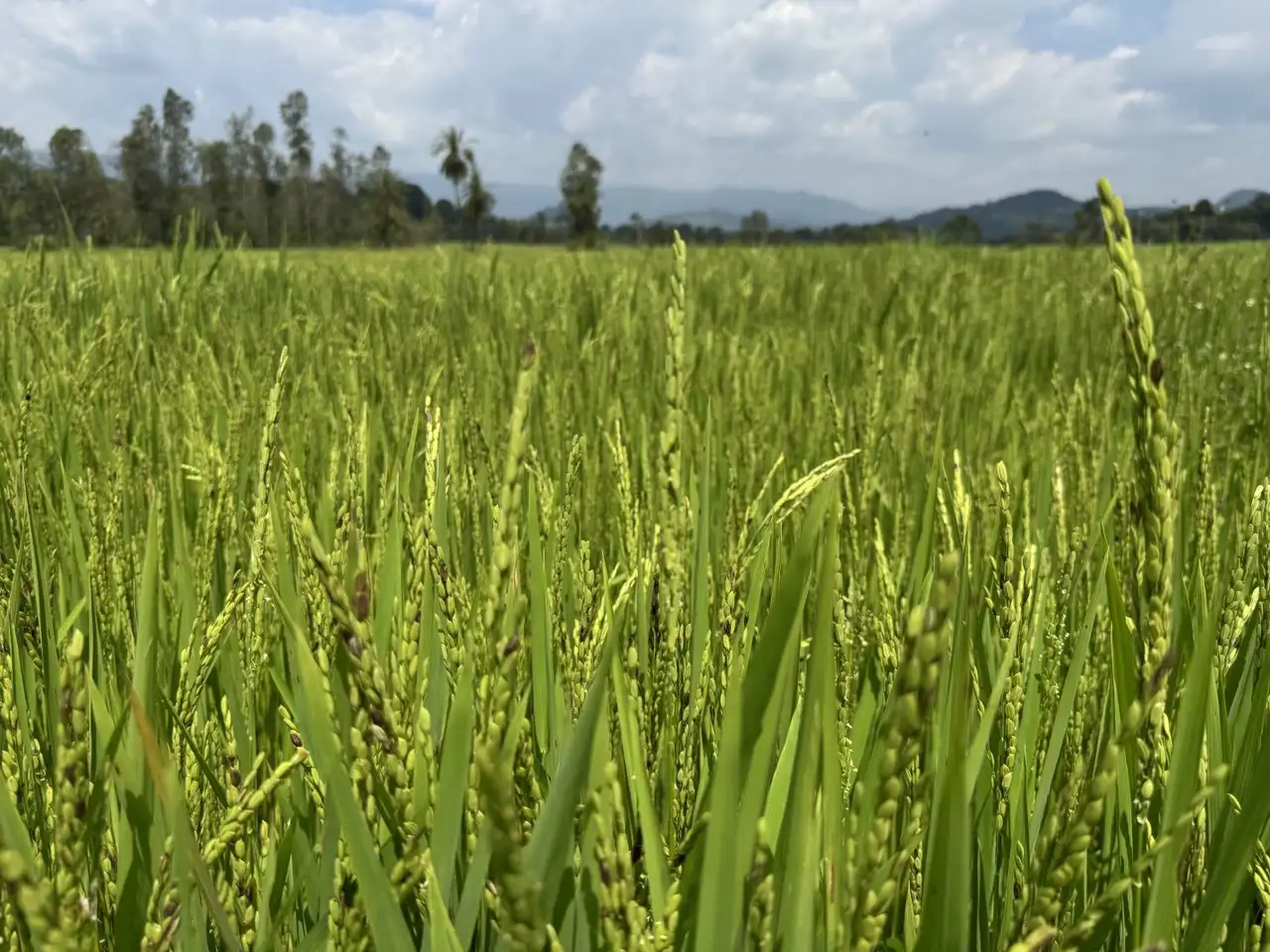 በደቡብ ምዕራብ ኢትዮጵያ ሕዝቦች ክልል ውጤት የታየበት የሩዝ ምርት