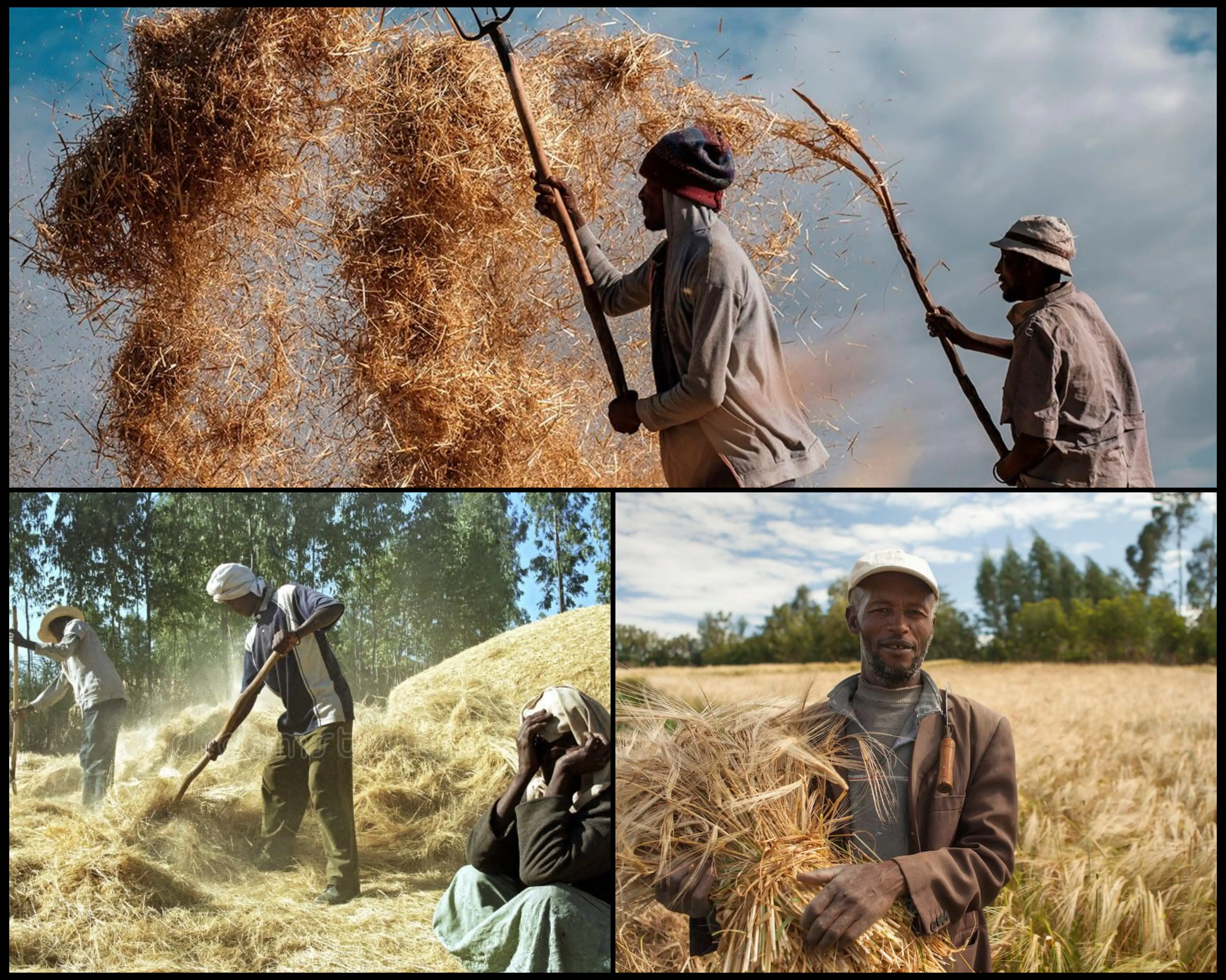 Ethiopia Declares End to Wheat Dependency as Food Sovereignty Efforts Pay Off