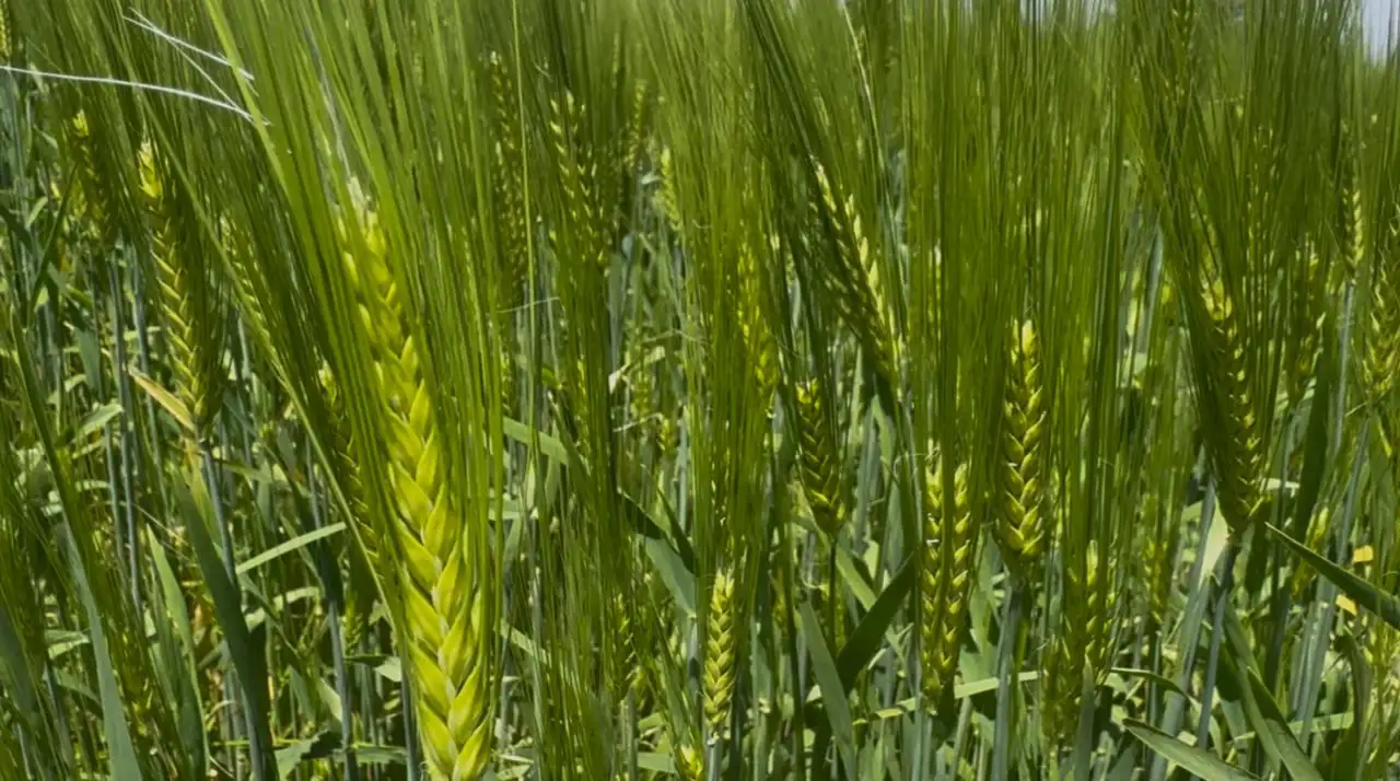 ኩታ ገጠም የመኸር ግብርና በደቡብ ምዕራብ ኢትዮጵያ ሕዝቦች ክልል