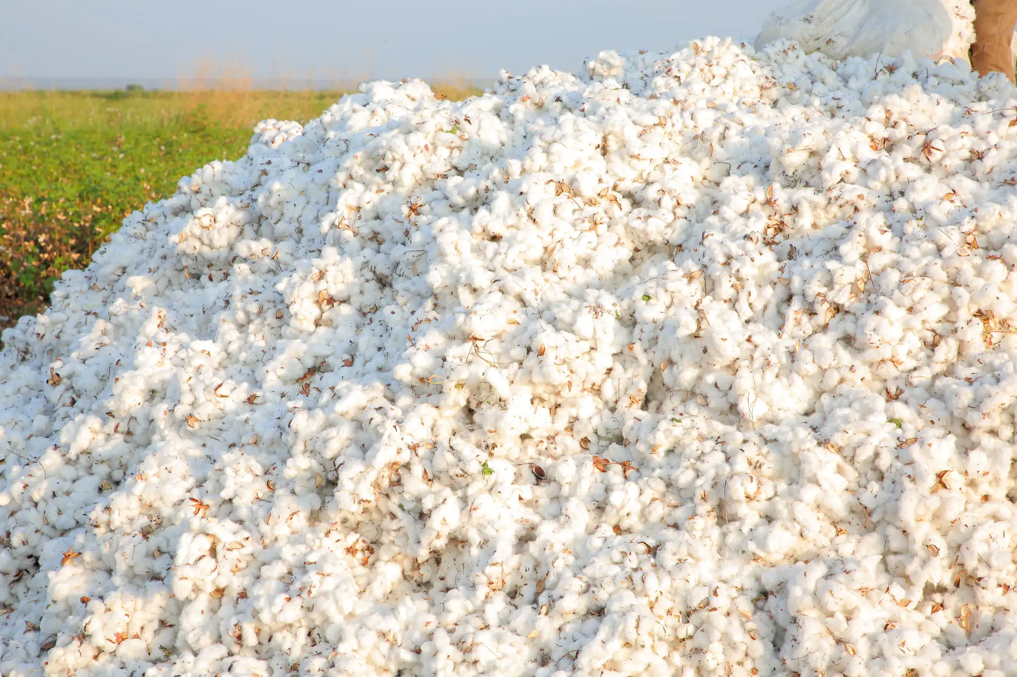 ምንም ያልተነካው የኢትዮጵያ የጥጥ ሀብት