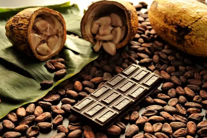 ለቸኮሌት  ምርት እጅግ ተፈላጊ የሆነው ካካዎ 