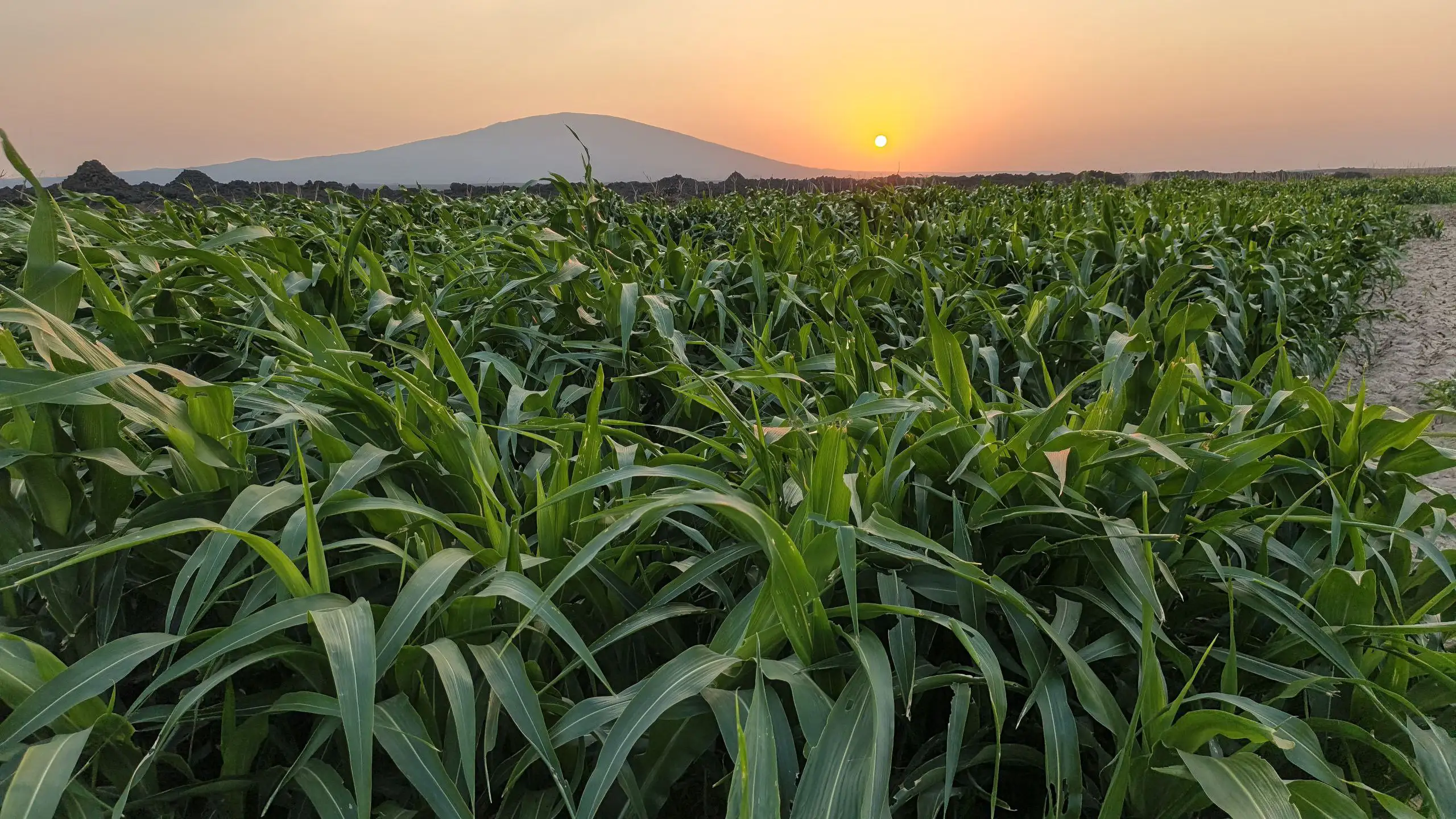 ‎በአንድ ጊዜ ዝናብ የዓመት ምርት የሚሰጠው ምድር