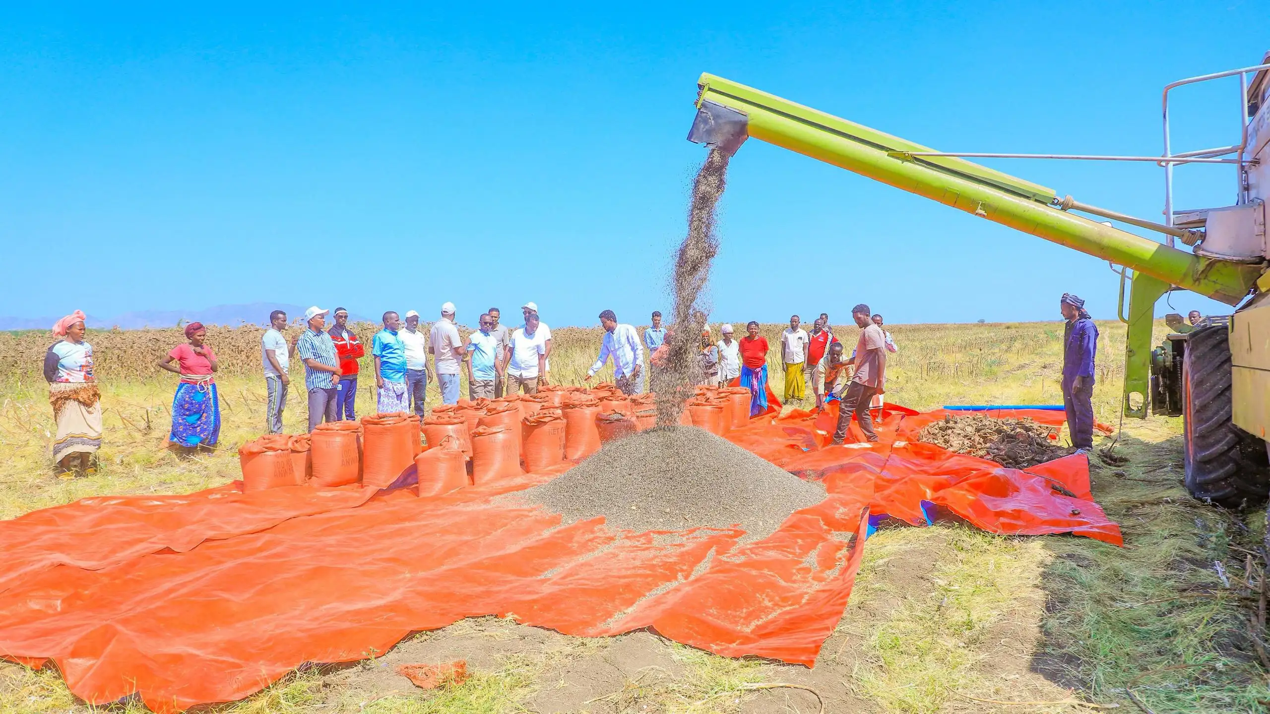 በመጀመሪያ የሙከራ እርሻ ጥሩ ምርት የተገኘበት የሱፍ ልማት በአፋር ክልል