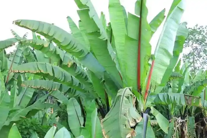 Enset Powers Food Security in Ethiopia's Southwest