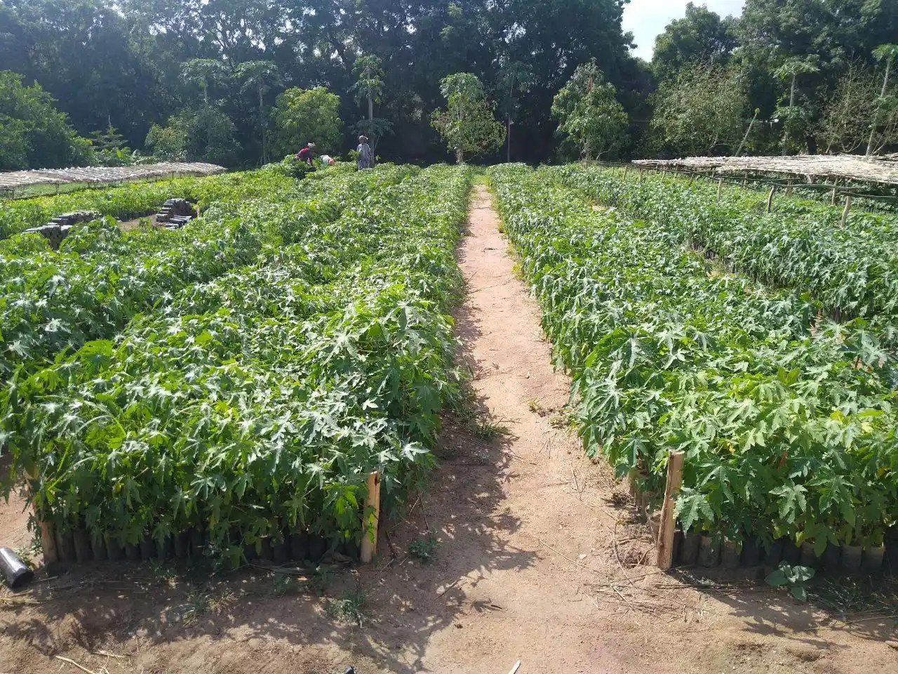 Dire Dawa Prepares 3.8 million Seedlings for Green Legacy Initiative