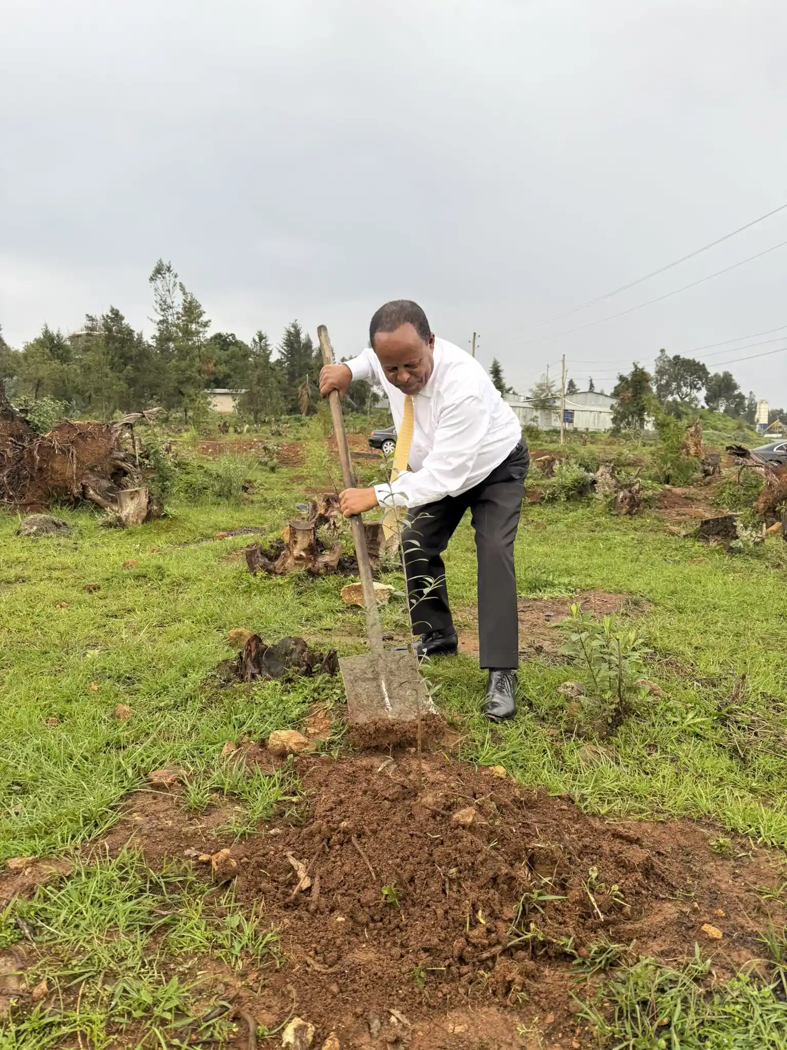 President Taye Hails New Tree Planting Record
