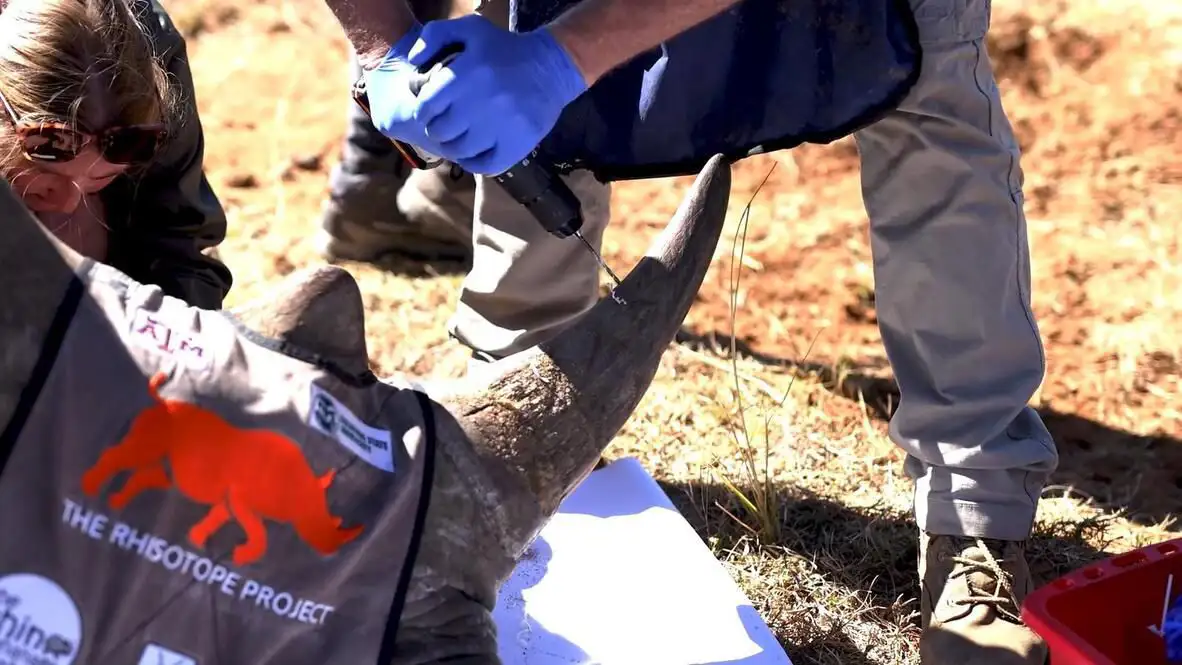South African Scientists Use Nuclear Tech to Win 'Arms Race with Poachers'