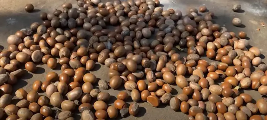 Could Ethiopia's Shea Butter Become a Global Commodity?