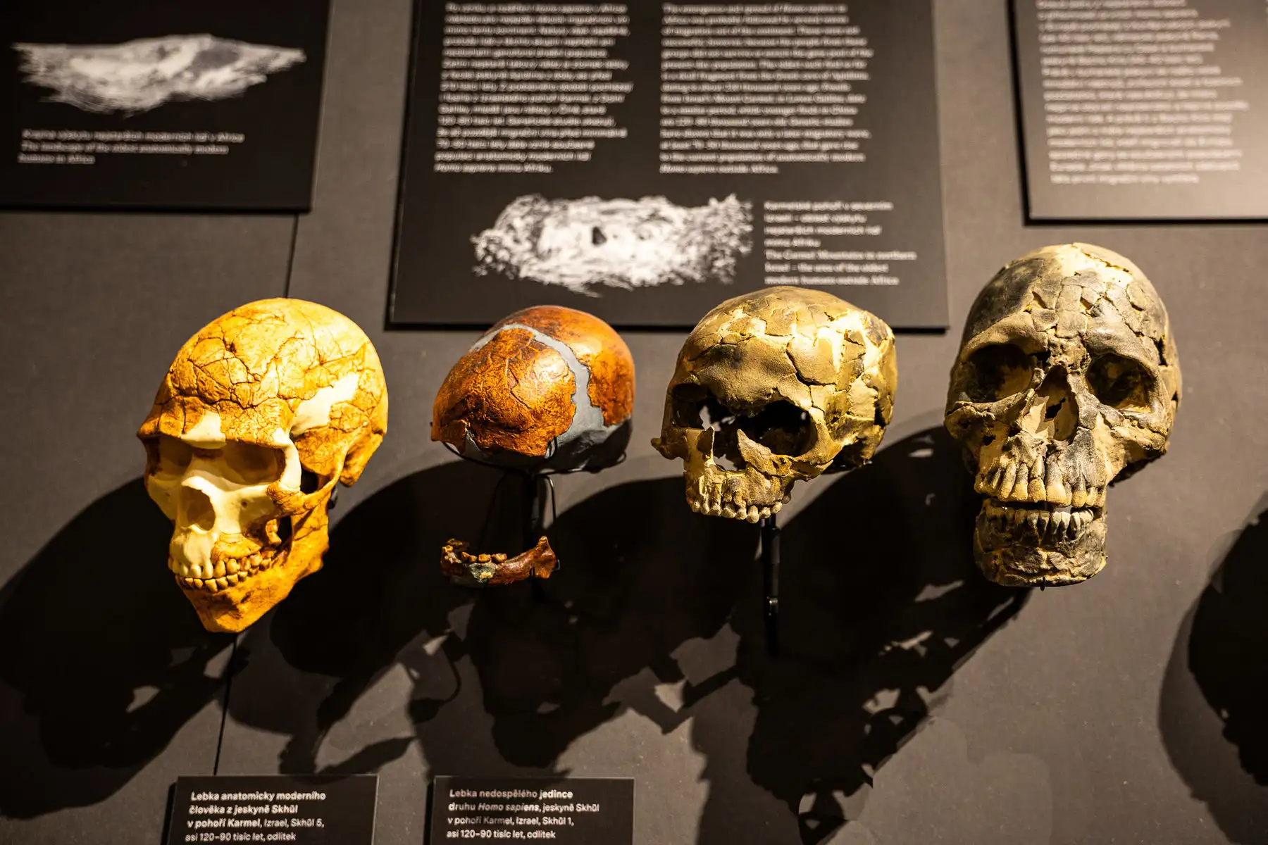 Ethiopia's Lucy and Selam Fossils Confirmed as Humanity's Cradle, Says Heritage Authority