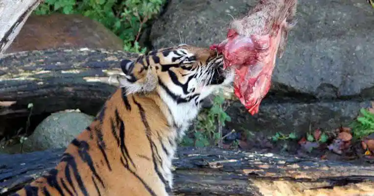 Aalborg Zoo Asks Public to Donate Unwanted Animals for Predator Food