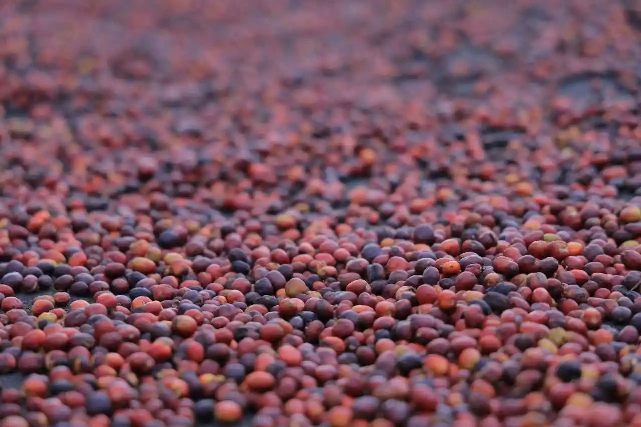 Ethiopia's Southern Region Boasts Record Coffee Harvest, Surpasses Targets