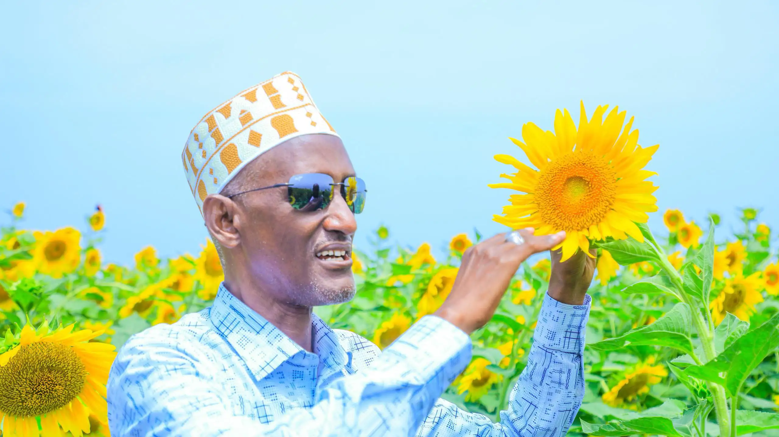 የሱፍ እርሻ ልማት በአፋር አሚባራ
