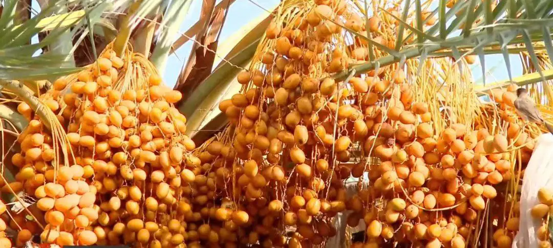 ለ15 ዓመታት ከኖሩበት ፓሪስ ወደ ሀገራቸው ተመልሰው በቴምር ልማት ውጤታማ የሆኑት ሰኢድ ሐጂ የሱፍ