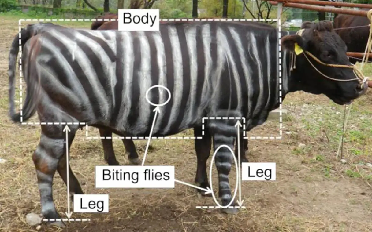 Cows Get Their Stripes: How a Zebra Makeover Won a Prize