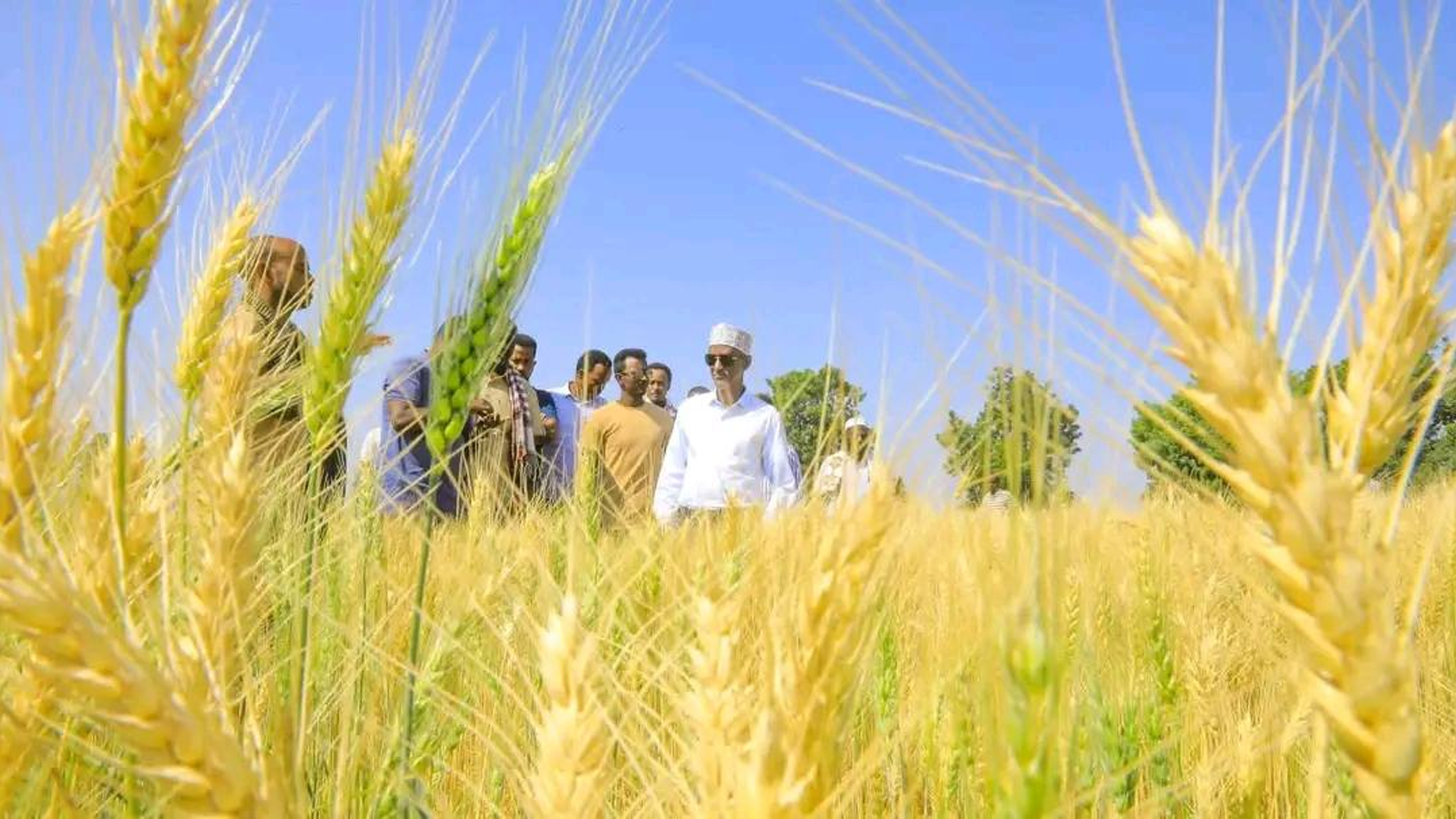 ከተዛባ  ትርክት ወደ  ግብርና አብዮት