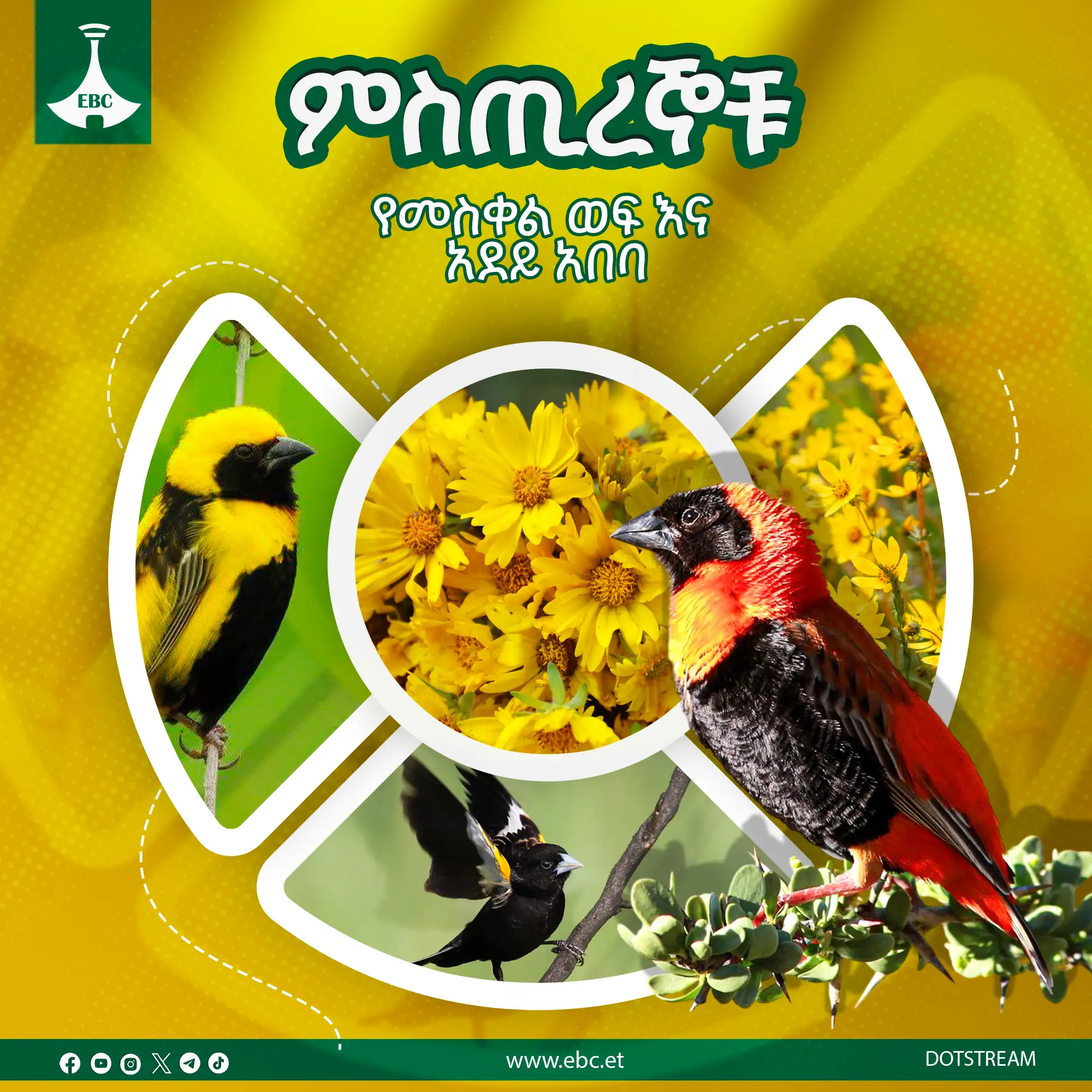 ቀጠሮ የማያዛንፉት የመስቀል ስጦታዎች የት ነው የሚደበቁት? 