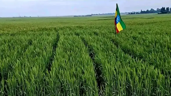 በአማራ ክልል ሰሜን ሸዋ ዞን በሲያደብር እና ዋዩ ወረዳ ወሌ ቀበሌ በ2 ሺህ 312 ሔክታር መሬት ላይ በክላስተር የለማ የስንዴ ሰብል (በምሥል)