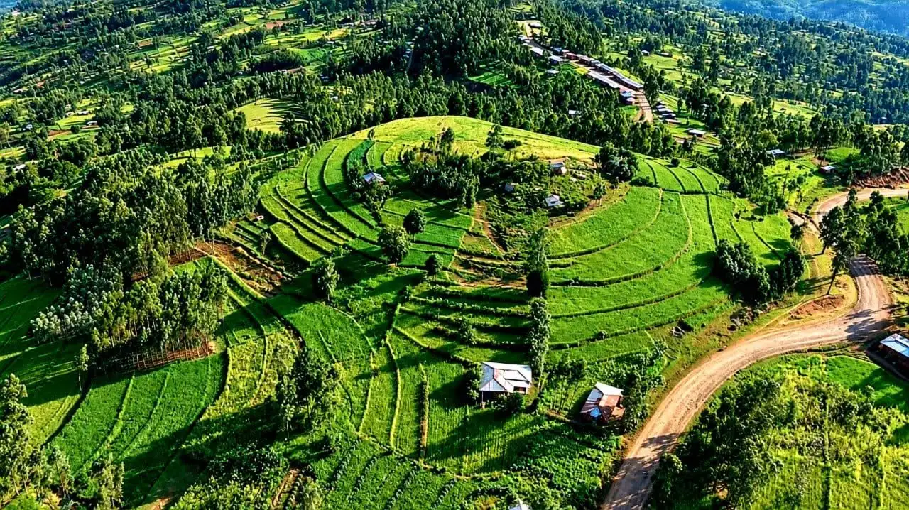 በኦሮሚያ ክልል በምስራቅ ሐረርጌ ዞን በበደኖ እና በደደር ወረዳ በክላስተር የለማ የስንዴ ሰብል