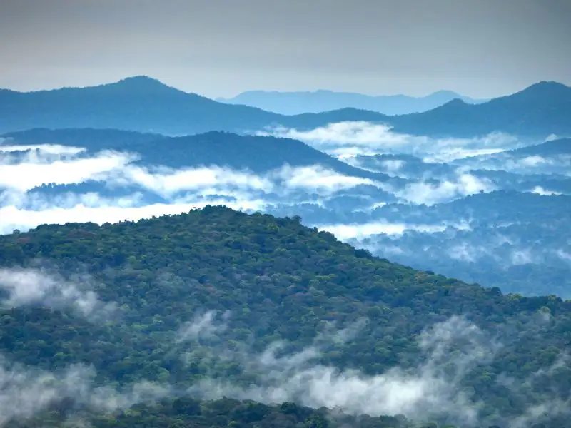 የኢትዮጵያ የደን ልማት የታችኛው ተፋሰስ ሀገራትን የጎርፍ ተጋላጭነት በ15 በመቶ ቀንሷል፡- የኢትዮጵያ ደን ልማት