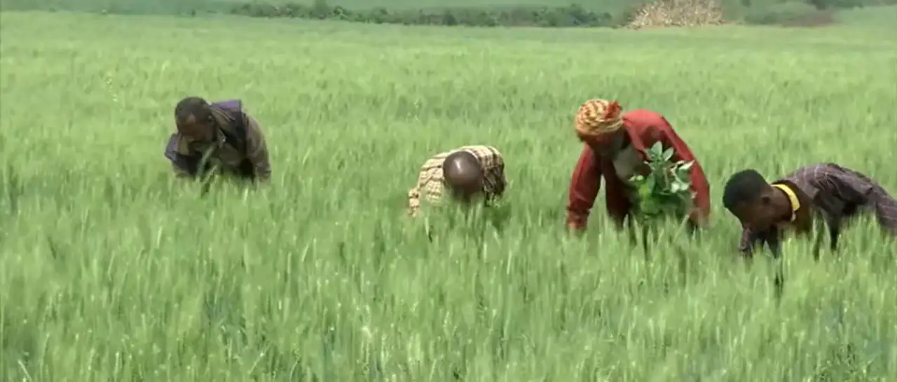 ወደ ልማት ብርሃን የተሻገረው