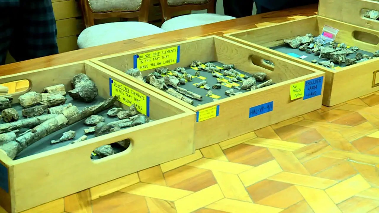 New Archaeological Discovery Reaffirms Ethiopia as the Cradle of Humankind