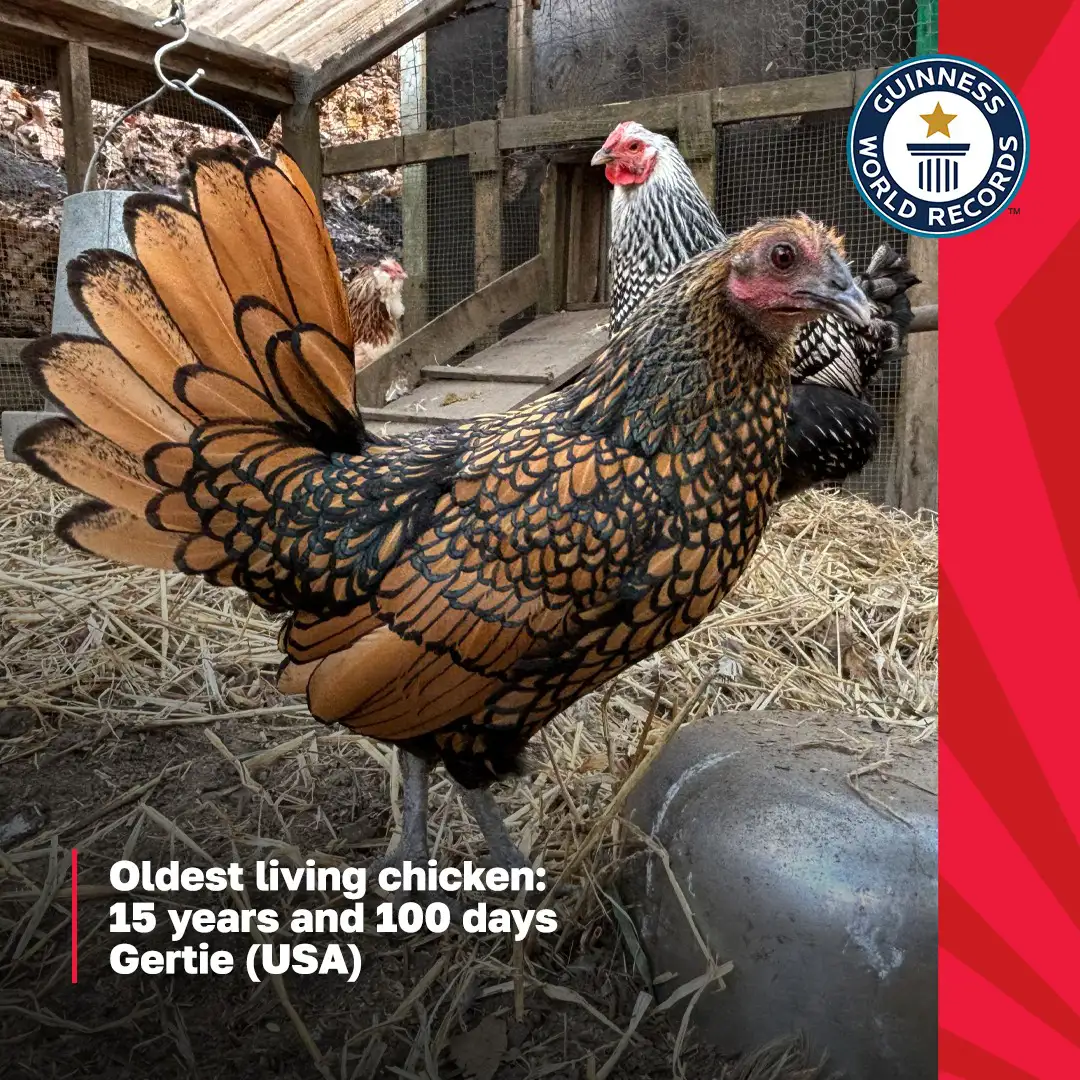 የአንድ ዶሮ ዕድሜ ምን ያህል ነው?