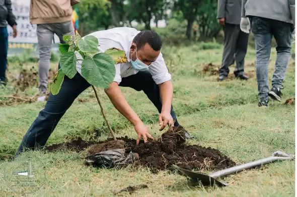 ተጨማሪ 8 ቢሊዮን ችግኞች ለነገዋ ኢትዮጵያ 