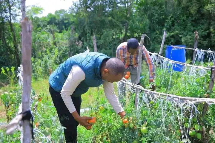 ከተፈጥሮ ሕክምና ወደ አምራችነት ማማ፤ የሃላባዋ ሲንቢጣ የአምራችነት ተምሳሌት
