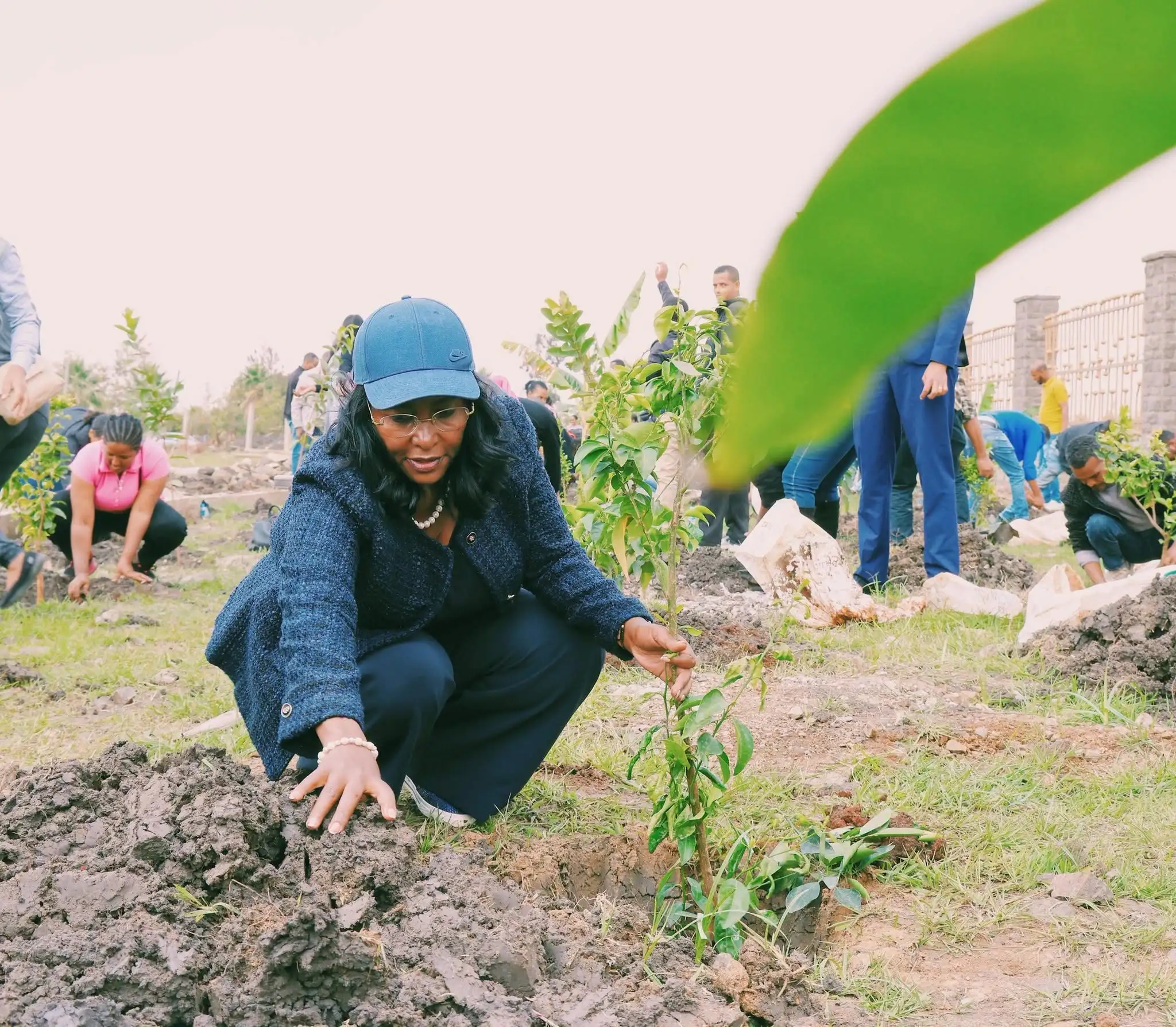 ከንቲባ አዳነች አቤቤ በአዲስ አበባ በዘንድሮው የአረንጓዴ አሻራ መርሃ ግብር 75 በመቶ አፈጻጸም መመዝገቡን አስታወቁ
