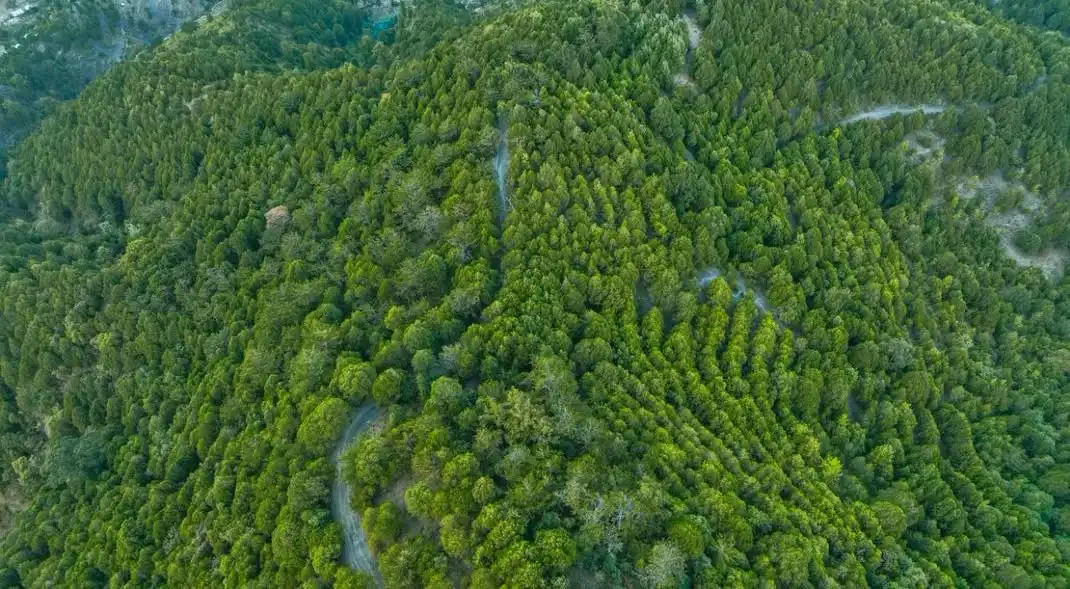 Ethiopia Nears Historic 50 Billion Trees Milestone in Nationwide Green Campaign