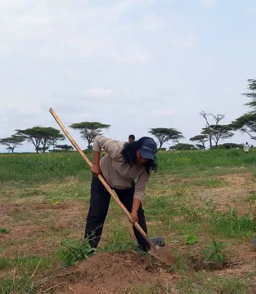 የአረንጓዴ አሻራ መርሃ ግብር የአየር ንብረት ለውጥን ከመከላከል ባሻገር በኢኮኖሚው ዘርፍ አበረታች ውጤቶችን እያመጣ ነው - ዓለምፀሐይ ጳውሎስ