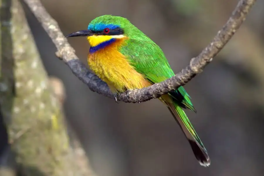 ከምግብ ዋስትና እስከ የዱር እንስሳት መጠለያ