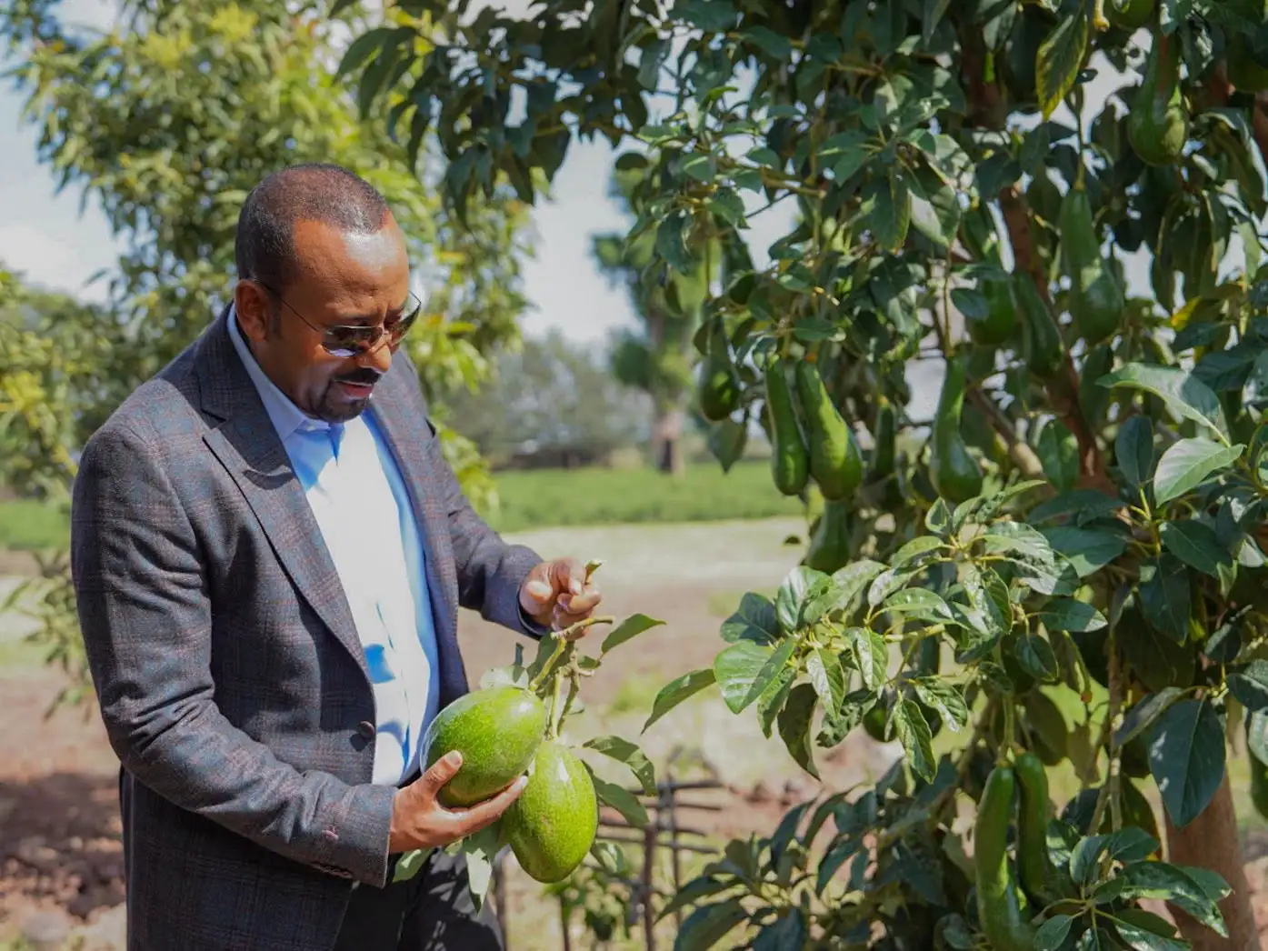 የአረንጓዴ ዐሻራ የምሥራች ፍሬዎች፦ ከምግብ ዋስትና እስከ ማክሮ ኢኮኖሚ ደጋፊነት