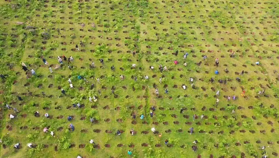 በአንድ ጀምበር 800 ሚሊዮን ችግኞች፤ የኢትዮጵያ የአንድነትና የልምላሜ ታሪክ