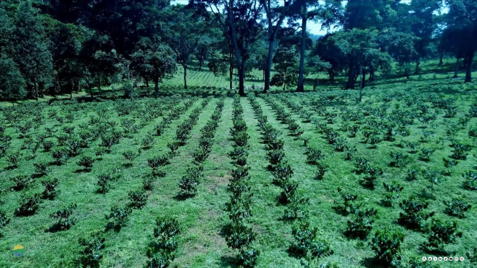 800 ሚሊዮን ችግኞች በአንድ ጀምበር ኢትዮጵያ ለዓለም የምታሳየው ታሪካዊ የአረንጓዴ አሻራ