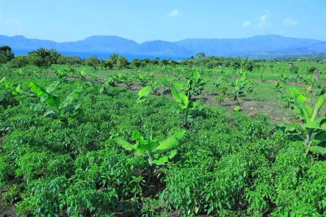 Cultivating Prosperity: Lake Hayq's Agricultural Transformation