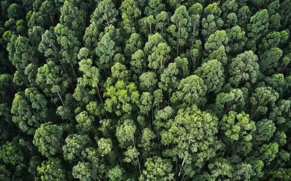 Ethiopia’s Green Legacy Leads the Charge in Africa’s Great Green Wall Initiative