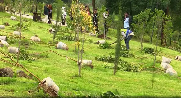 አዲስ አበባ ችግኞችን ጭምር በመለየት ለነገው የአንድ ጀምበር ተከላ ተዘጋጅታለች