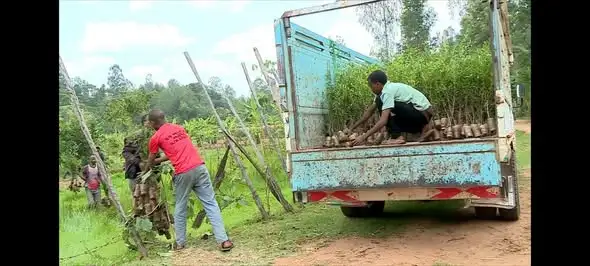 በሲዳማ ክልል ለነገው የአንድ ጀምበር የአረንጓዴ ዐሻራ መርሐ ግብር ቅድመ ዝግጅቱ ተጠናቅቋል
